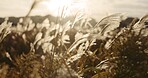 Reed plant, nature and landscape with sunshine, closeup of weeds and breeze, natural background and environment. Lens flare, lake or riverbank with sun, grass and Earth with travel and location