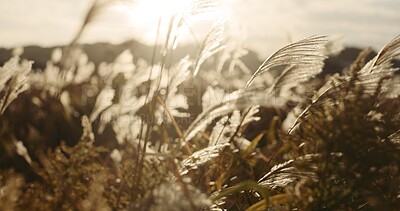 Buy stock photo Reed plant, nature and landscape with sunshine, closeup of weeds and breeze, natural background and environment. Lens flare, lake or riverbank with sun, grass and Earth with travel and location