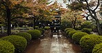 Japan graveyard, nature and trees by shrine in landscape environment, autumn leaves and plants. Rain, countryside and tomb for asian culture in urban kyoto and cemetery for indigenous shinto religion