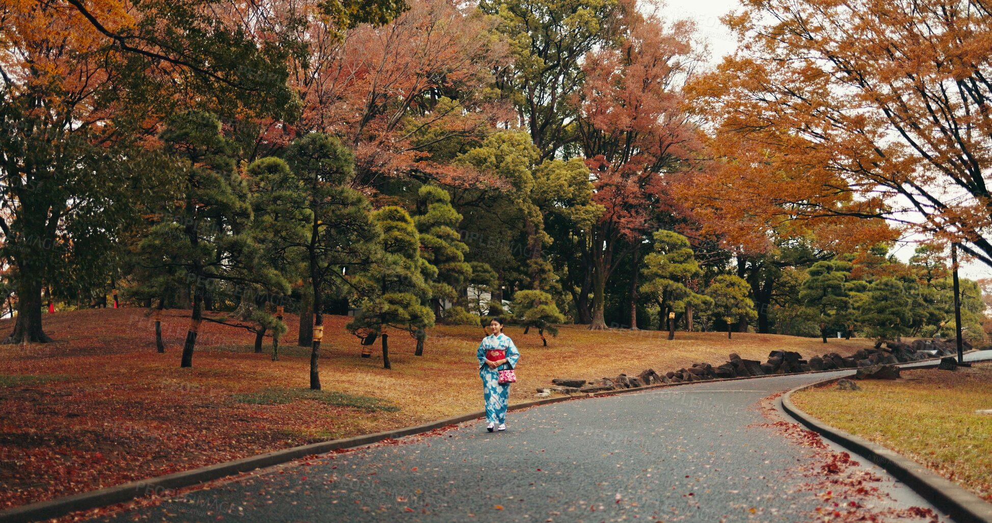 Buy stock photo Japanese woman, kimono and walking by autumn leaves on trees and wellness for peace in nature. Person, journey and  heritage by outdoor park on road, respect and traditional fashion in tokyo town