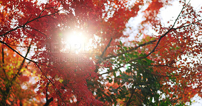 Buy stock photo Red, nature and Japanese maple trees, plant leaves change color and sunshine in autumn season. Outdoor, beauty and momiji at park, garden or natural forest woods on a lens flare background in Japan