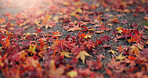 Red leaves, ground and autumn nature as closeup of environment plants, ecology or sustainability. Forest, woods and orange foliage in garden countryside on rainy season for garden, fall or outdoor