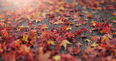 Buy stock photo Red leaves, ground and autumn nature as closeup of environment plants, ecology or sustainability. Forest, woods and orange foliage in garden countryside on rainy season for garden, fall or outdoor