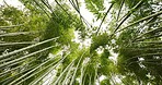 Bamboo, jungle and trees in sustainable environment, nature landscape and reed forest in outdoor. Nature, Japanese foliage and ecosystem in low angle or woods, peaceful and travel on holiday to Kyoto