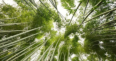 Buy stock photo Bamboo, jungle and trees in sustainable environment, nature landscape and reed forest in outdoor. Nature, Japanese foliage and ecosystem in low angle or woods, peaceful and travel on holiday to Kyoto