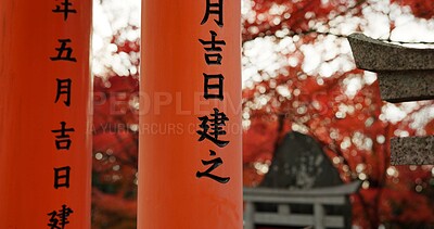 Architecture, torii gate and shinto temple for religion, travel and traditional landmark for spirituality. Buddhism, Japanese culture and trip to Kyoto, zen and prayer in landscape for worship