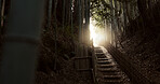 Nature, staircase and bamboo trees in Japan of hiking trail, light or steps on outdoor path. View of natural scenery, sunshine or stairs with fence of zen or eco friendly environment outside in Tokyo