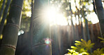 Forest, trees and landscape with sunshine, lens flare and growth for leaves, plants and nature in spring. Tropical rainforest, woods and sunrise with sustainability, ecology and environment in Brazil