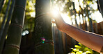 Person, touch and tree in bamboo forest, sunshine and lens flare for hiking with connection to nature. Hiker, trekking and environment with hand on adventure, walk or journey in tropical rainforest