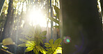 Forest, trees and landscape with sunshine, lens flare and growth for leaves, plants and nature in spring. Tropical rainforest, woods and sunrise with sustainability, ecology and environment in Brazil