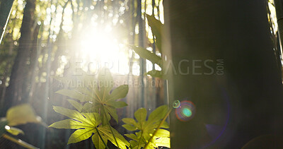 Buy stock photo Forest, trees and landscape with sunshine, lens flare and growth for leaves, plants and nature in spring. Tropical rainforest, woods and sunrise with sustainability, ecology and environment in Brazil