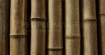 Closeup, nature and bamboo in an environment in Japan for ecology, natural textures and culture. Tree, pattern and color from foliage, forest landscape and the woods in a Japanese garden for botany