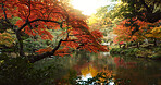 Trees, garden and lake in landscape and environment, Japanese park with red and green foliage or leaves. Plants, forest and water, nature and land with scenic view, summer or spring for peace outdoor