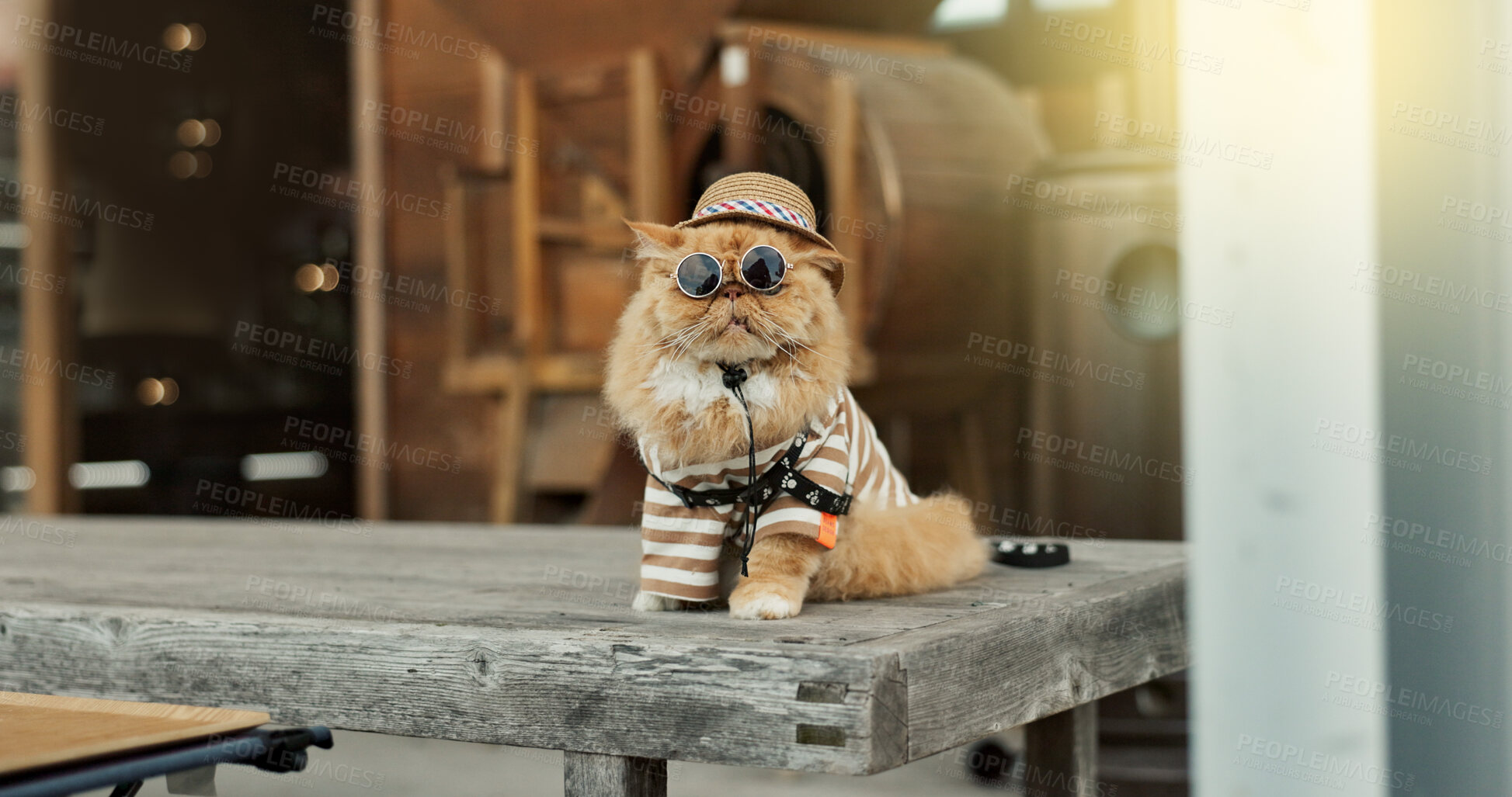 Buy stock photo Funny, cat and portrait with sunglasses, fashion and hat on pet with cool style in city for holiday. Ginger kitten, animal and relax on vacation in summer with clothes in urban, town and outdoor