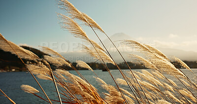 Lake, leaves or reeds in the wind with environment, natural landscape and sunshine for plants in meadow or park. Reed grass, fresh air with land and water outdoor, nature background and travel