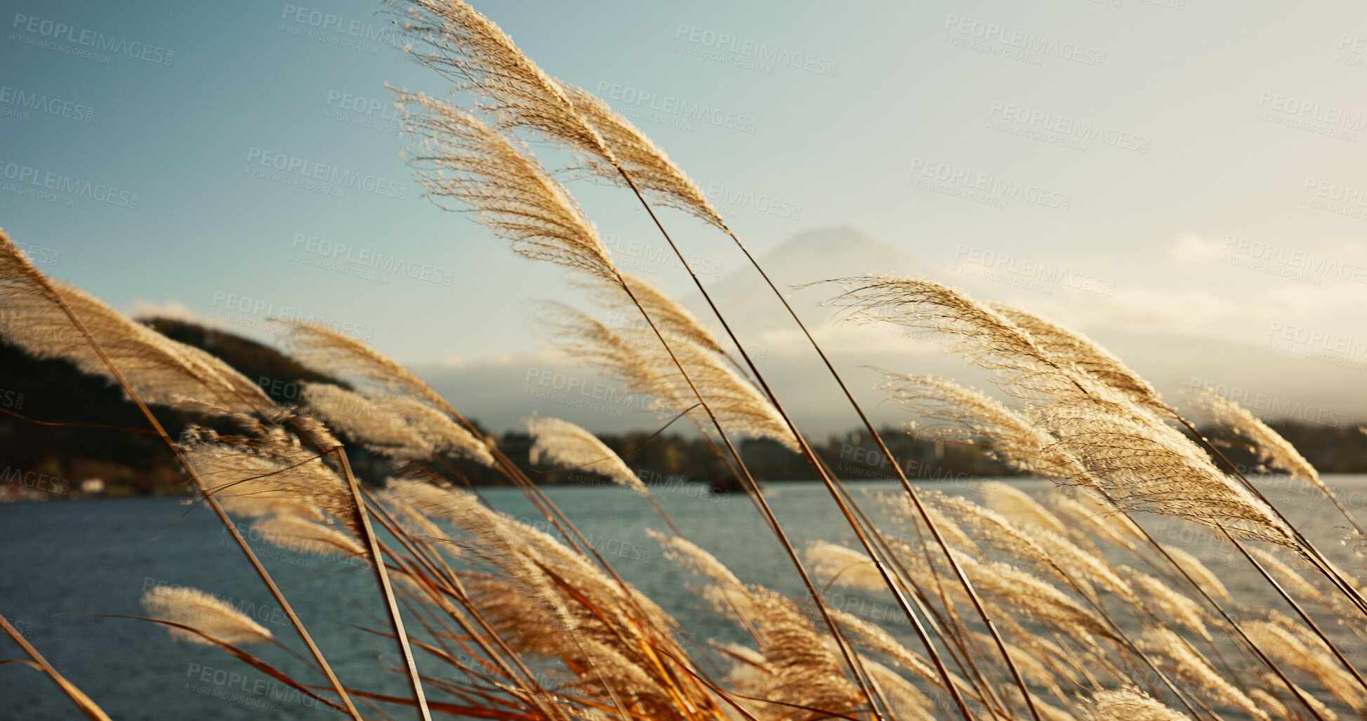 Buy stock photo Lake, leaves or reeds in the wind with environment, natural landscape and sunshine for plants in meadow or park. Reed grass, fresh air with land and water outdoor, nature background and travel
