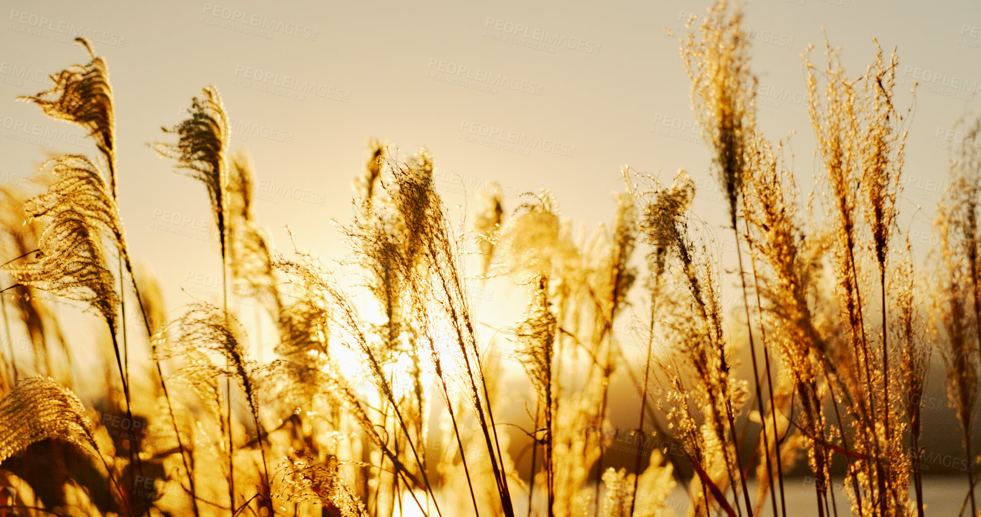 Buy stock photo Lake, leaves or Reeds in the wind with sunrise, natural landscape and sunshine for plants in meadow or park. Reed grass, fresh air with land and outdoor environment, nature background and travel