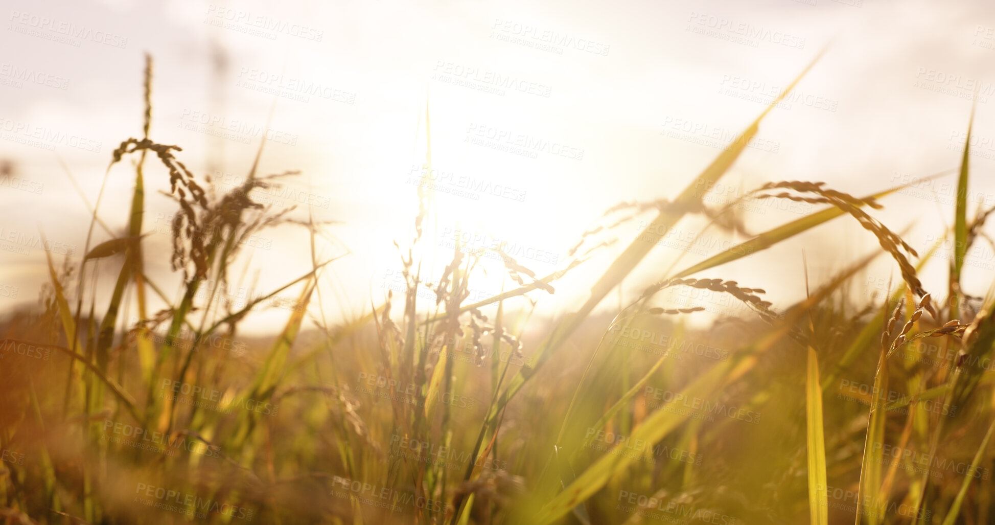 Buy stock photo Field, grass and countryside with soil, nature and sky with spring, earth day or agriculture. Environment, farm or harvest with plants, flora or sustainability with landscape, ecology or eco friendly