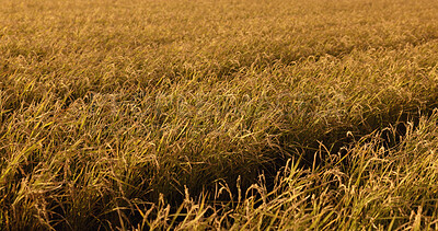 Buy stock photo Rice field, grass and wind in countryside for agriculture harvest, sustainability or environment. Nature, plant growth and ecology for outdoor travel sunshine or Japanese farm summer, food or land