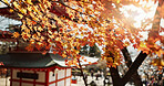 Nature, leaves in autumn and Japanese temple, landscape and architecture with wind, environment and travel. Trees, garden in Japan with traditional building outdoor for culture, faith and Buddhism