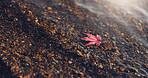 Closeup, red maple leaf and hand by Lake Kawaguchi for game, playful or memory in nature, adventure or holiday. Girl, plant and zoom on vacation with travel, environment and waves by water in Tokyo