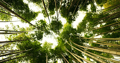 Nature, forest and bamboo environment or plant for ecology sustainability, tree or bottom view. Tropical, ecosystem and Japanese garden for outdoor park or paradise for growth, green woods or path