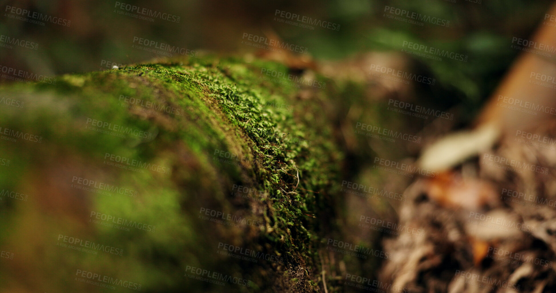 Buy stock photo Nature, forest and ground or jungle environment or ecology sustainability, green moss or closeup. Tropical, ecosystem and leaf garden for outdoor park or paradise for plant growth, dirt woods or path