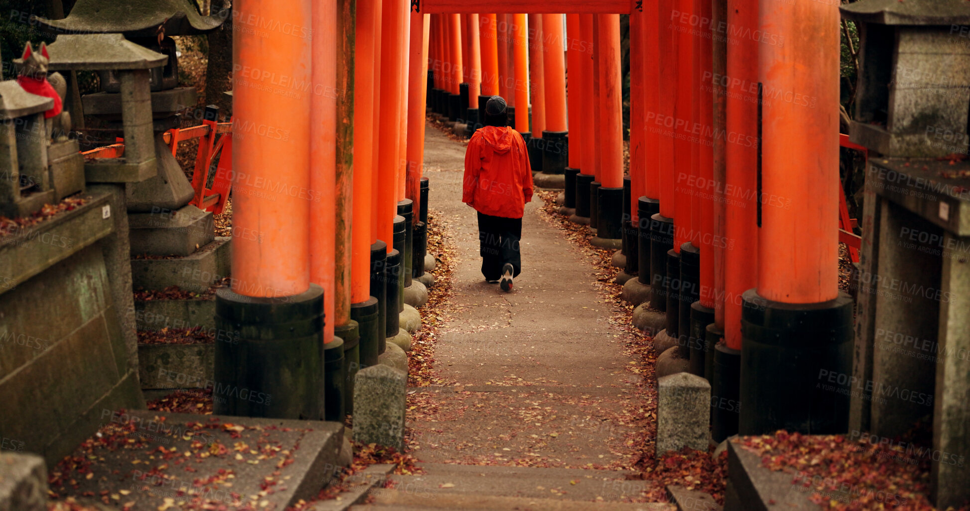 Buy stock photo Man on path walking in Torii gate in Kyoto with peace, mindfulness and travel with spiritual history. Architecture, Japanese culture and person in orange tunnel at Shinto shrine in forest from back.