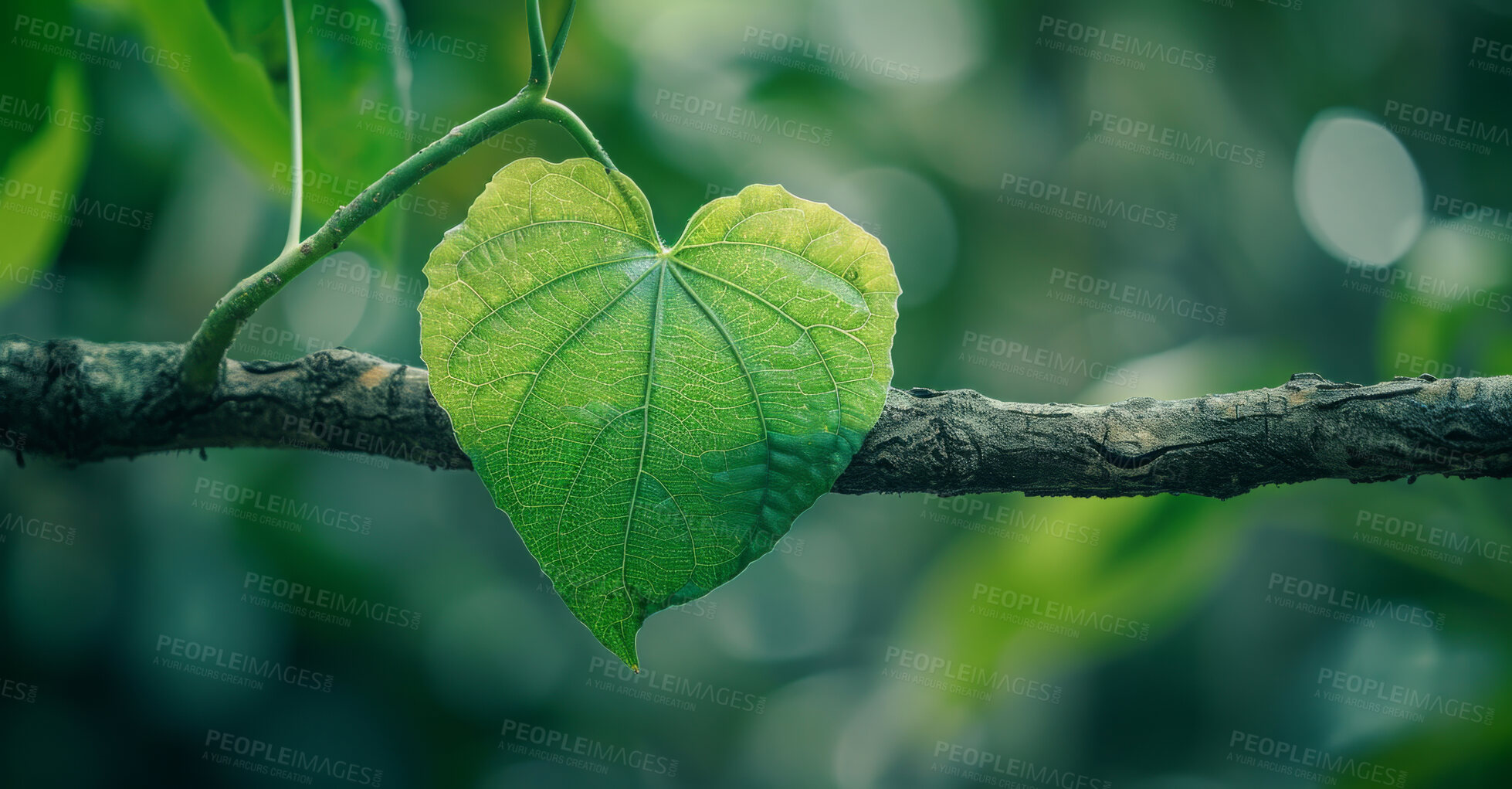 Buy stock photo Leaves, environment and sustainability mockup of trees for background, wallpaper and design. Green beauty, lush and morning light with copyspace for ecology, eco friendly and carbon footprint