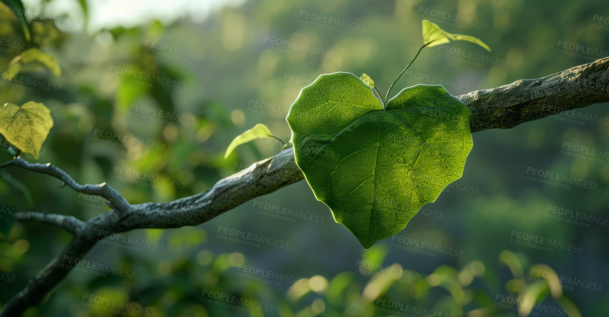 Buy stock photo Leaves, environment and sustainability mockup of trees for background, wallpaper and design. Green beauty, lush and morning light with copyspace for ecology, eco friendly and carbon footprint