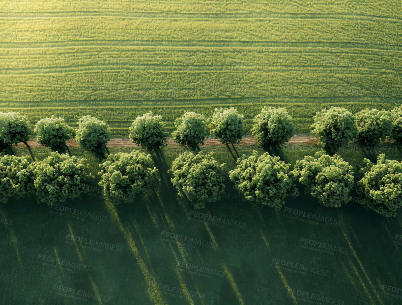 Buy stock photo Drone view, environment or sustainability of farm trees for background, wallpaper and design. Green beauty, lush and natural backdrop with copyspace for ecology, eco friendly or carbon footprint