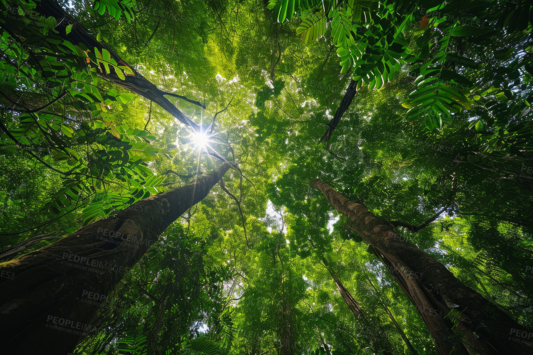 Buy stock photo Worm view, environment and sustainability mockup of trees for background, wallpaper and design. Green beauty, lush and morning light with copyspace for ecology, eco friendly and carbon footprint