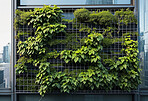 Leaves, environment and sustainability mockup of plant wall for background, wallpaper and design. Green beauty, lush and natural backdrop with copyspace for ecology, eco friendly or carbon footprint