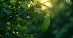 Leaves, environment and sustainability mockup of trees for background, wallpaper and design. Green beauty, lush and morning light with copyspace for ecology, eco friendly and carbon footprint