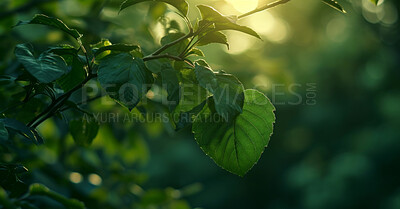 Leaves, environment and sustainability mockup of trees for background, wallpaper and design. Green beauty, lush and morning light with copyspace for ecology, eco friendly and carbon footprint