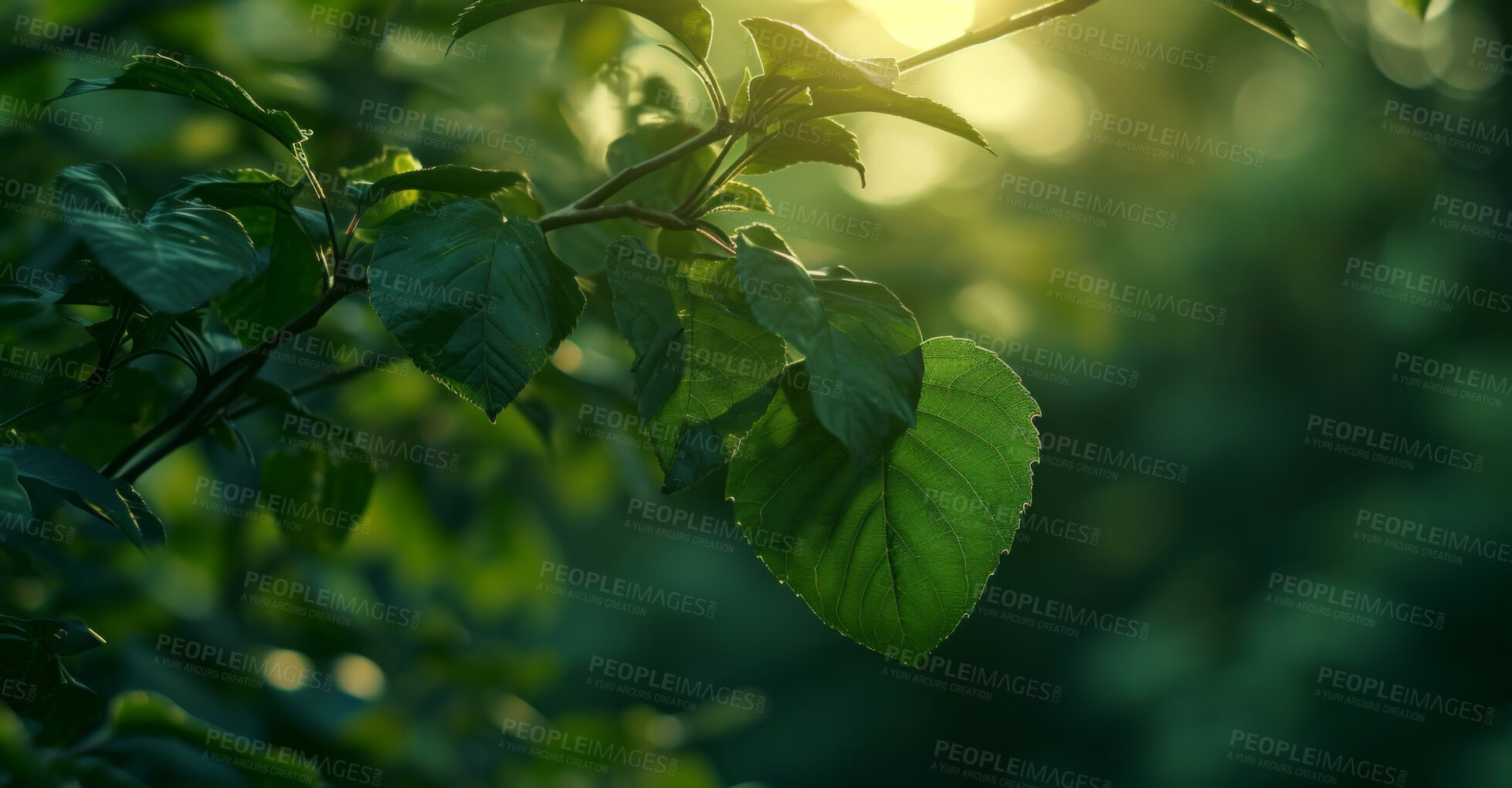 Buy stock photo Leaves, environment and sustainability mockup of trees for background, wallpaper and design. Green beauty, lush and morning light with copyspace for ecology, eco friendly and carbon footprint