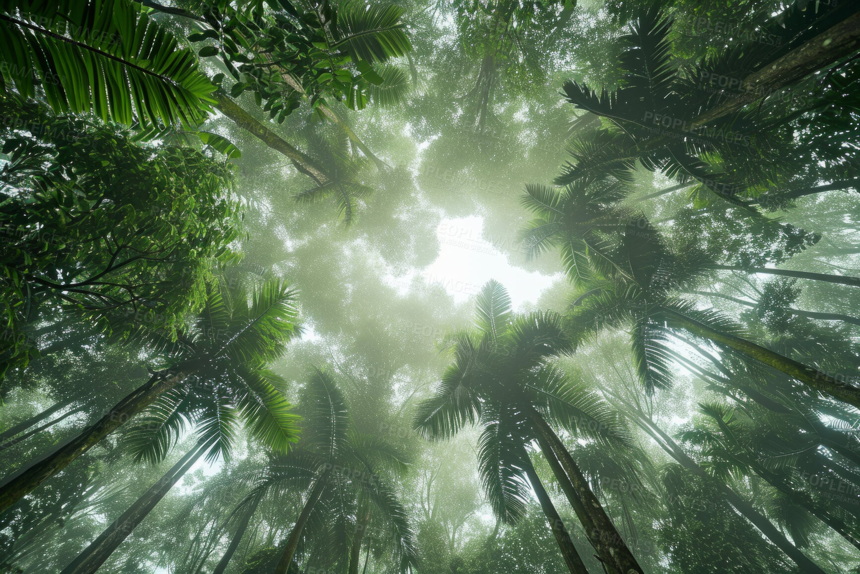 Buy stock photo Worm view, environment and sustainability mockup of trees for background, wallpaper and design. Green beauty, lush and morning light with copyspace for ecology, eco friendly and carbon footprint