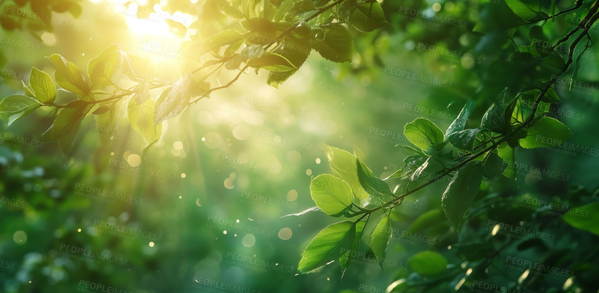 Buy stock photo Leaves, environment and sustainability mockup of trees for background, wallpaper and design. Green beauty, lush and morning light with copyspace for ecology, eco friendly and carbon footprint