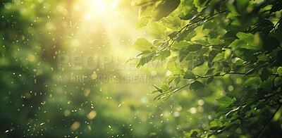 Leaves, environment and sustainability mockup of trees for background, wallpaper and design. Green beauty, lush and morning light with copyspace for ecology, eco friendly and carbon footprint