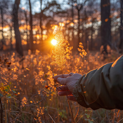 Buy stock photo Forrest, hand and background with sunset for traveling, freedom or vacation. Healthy living, activity and outdoors with person on tropical view for wellness, motivation or discovery in nature