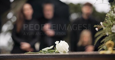 Rose, coffin and funeral at cemetery outdoor at burial ceremony of family together at grave. Death, grief and flower on casket at graveyard for people mourning loss of life at floral farewell event.