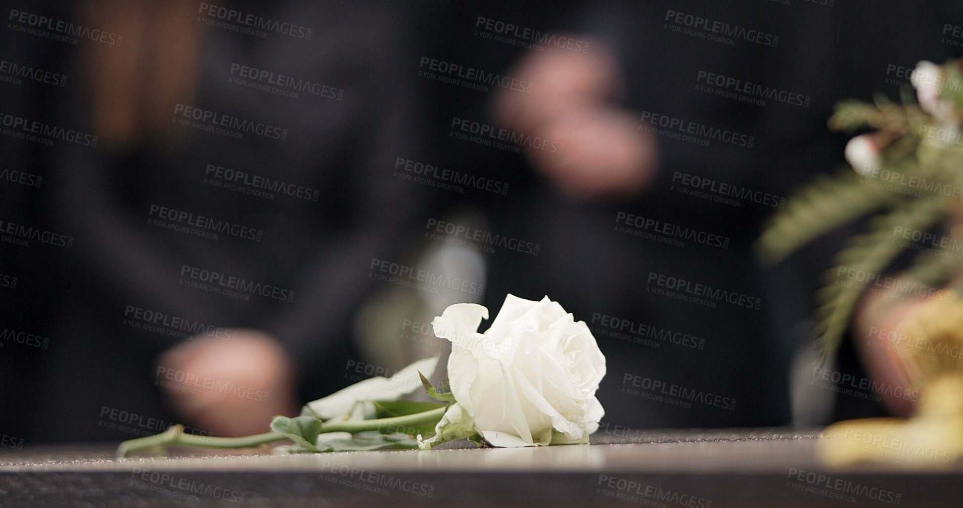 Buy stock photo Funeral, rose and flower on coffin in cemetery for outdoor burial ceremony for mourning person in death, grief or remembrance. Graveyard, roses or flowers for respect on casket, grave or tombstone