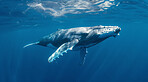 Ocean, sea and whale swimming underwater in clear water for tourism, holiday adventure and travel. Blue, peaceful and beautiful scene of wildlife in their habitat for environment and eco system