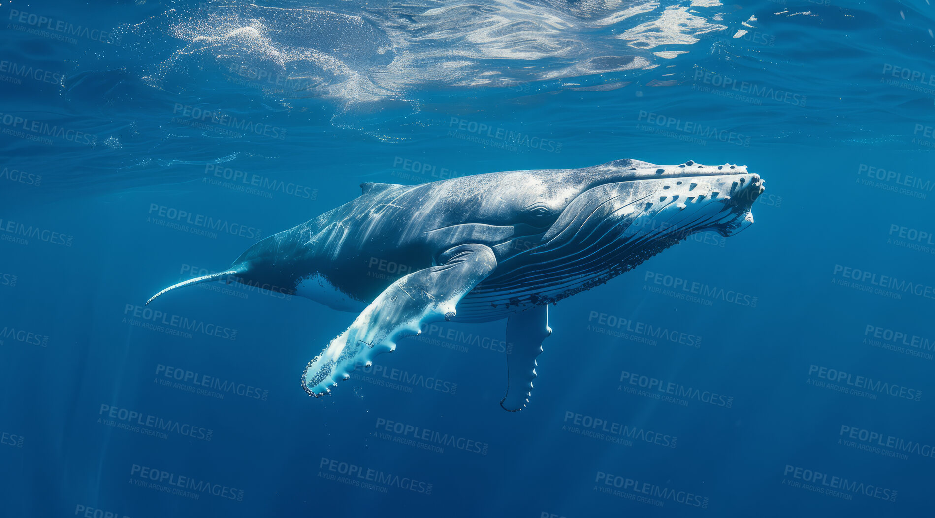 Buy stock photo Ocean, sea and whale swimming underwater in clear water for tourism, holiday adventure and travel. Blue, peaceful and beautiful scene of wildlife in their habitat for environment and eco system