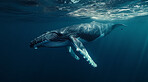 Ocean, sea and whale swimming underwater in clear water for tourism, holiday adventure and travel. Blue, peaceful and beautiful scene of wildlife in their habitat for environment and eco system