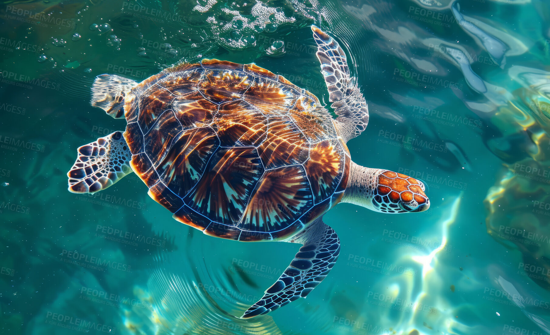 Buy stock photo Ocean, sea and turtle swimming underwater in clear water for tourism, holiday adventure and travel. Blue, peaceful and beautiful scene of wildlife in their habitat for environment and eco system