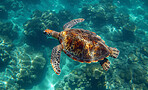 Ocean, sea and turtle swimming underwater in clear water for tourism, holiday adventure and travel. Blue, peaceful and beautiful scene of wildlife in their habitat for environment and eco system