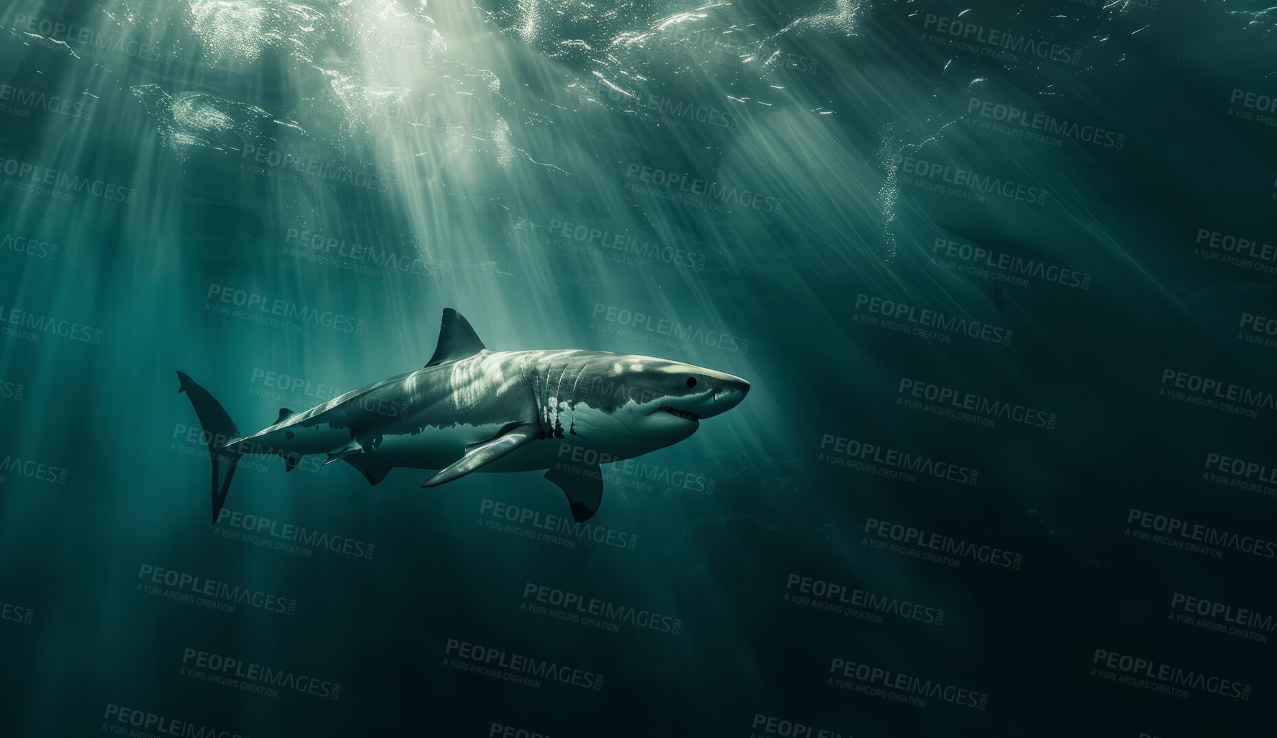 Buy stock photo Ocean, sea and shark swimming underwater in clear water for tourism, holiday adventure and travel. Blue, detailed and beautiful scene of wildlife in their habitat for environment and eco system