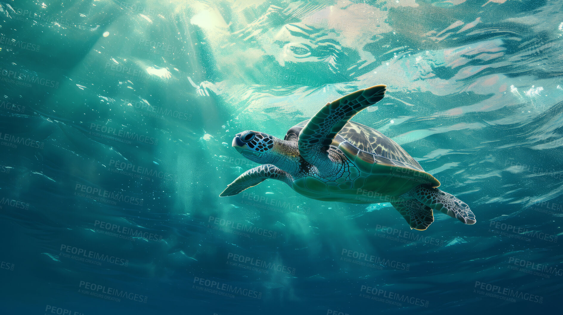 Buy stock photo Ocean, sea and turtle swimming underwater in clear water for tourism, holiday adventure and travel. Blue, peaceful and beautiful scene of wildlife in their habitat for environment and eco system