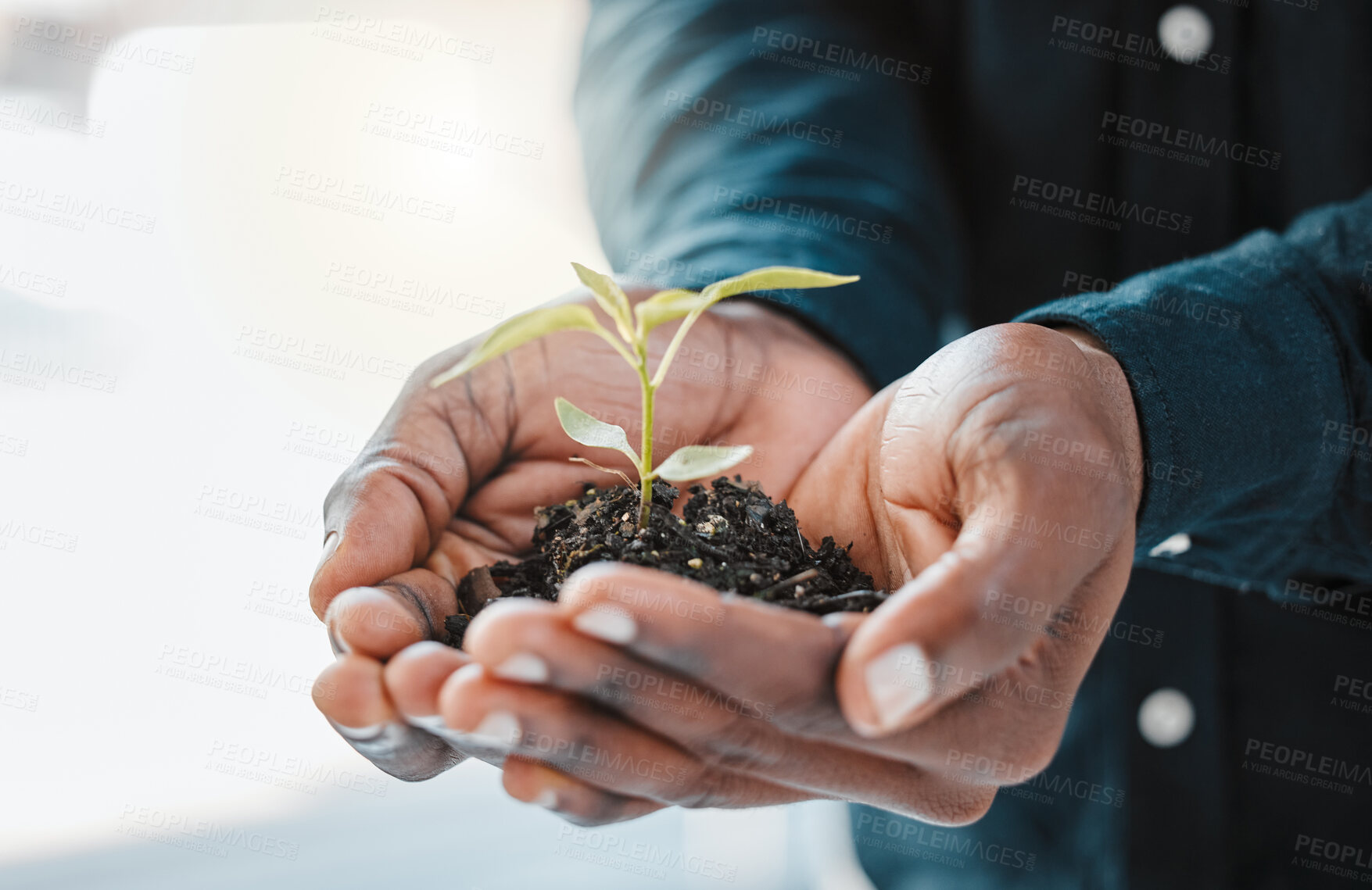 Buy stock photo Hands, soil and person with plant for growth, ecology and environment with eco friendly investment for business. Nature, leaves and fertilizer zoom for sustainable development and carbon capture